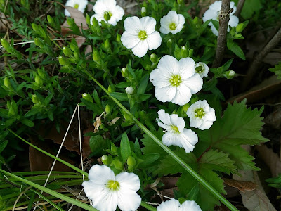 グランドカバー 白い花 小さい 153847-グランドカバー 白い花 小さい