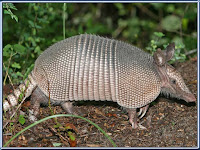 xenarthrans-armadillo (xenarthra) pictures