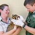 Tigre de espécie rara nasce no Busch Gardens Tampa Bay