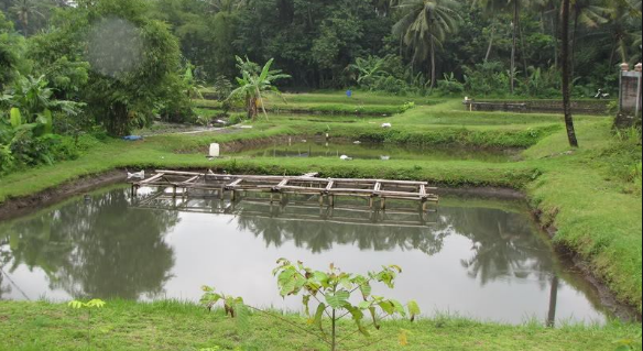 Cara Budidaya Ikan Tombro