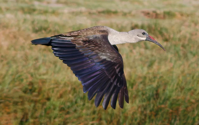 Hadeda Ibis Diep River Woodbridge Island Vernon Chalmers