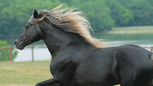 Beautiful Black Horse HD Wallpaper Free