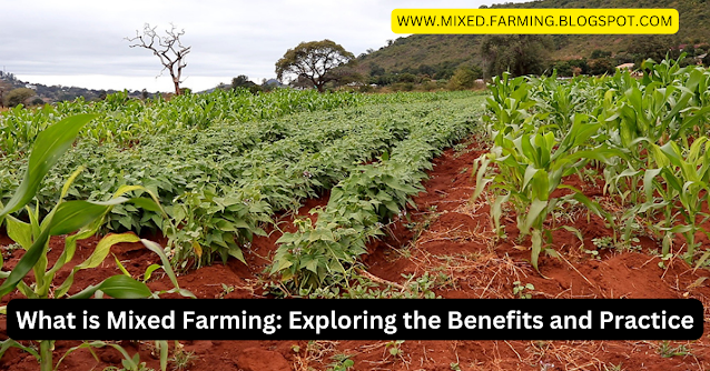 What is Mixed Farming: Exploring the Benefits and Practice 2023