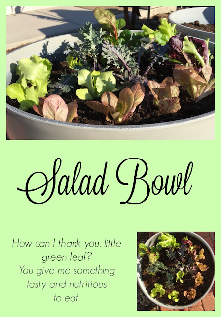 Salad Bowl lettuce