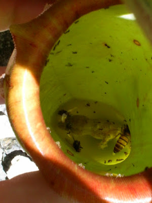 nepenthes comendo lagartixa