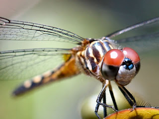 dragonfly.jpg (480×360)