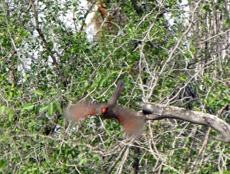 Northern-Cardinal-in-flight