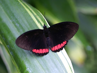 Biblis hyperia - Bande rouge