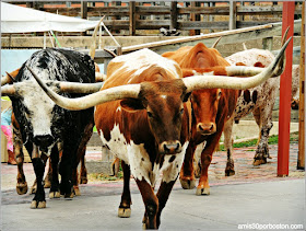 Fort Worth Stockyards: Texas Longhorn