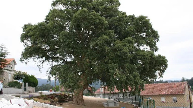 A Sobreira de Outeda, en Barro, árbore senlleira cuns 300 anos