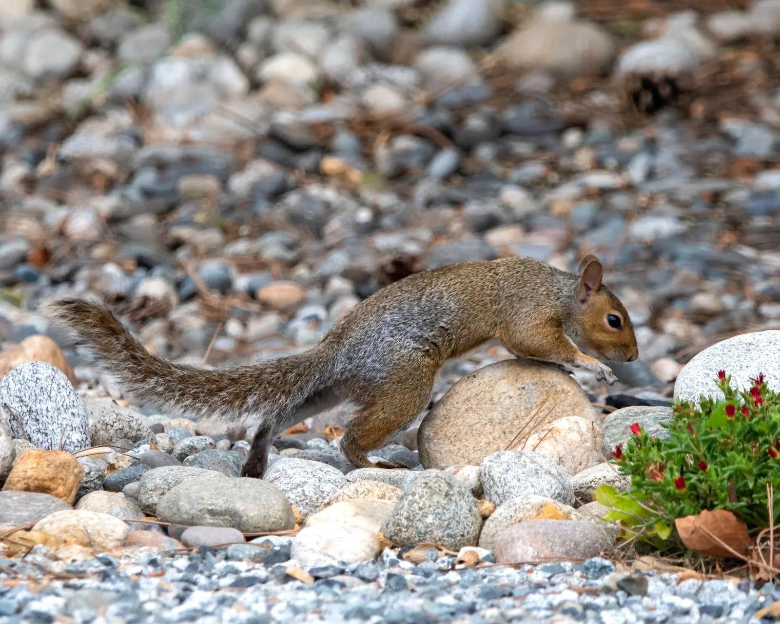 brown squirrel on various stones 4555172