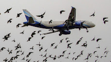 An airplane flying past birds in flight.