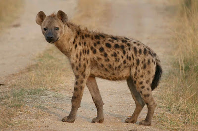 Resultado de imagem para hiena