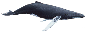 Humpback Whale