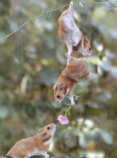 funny animal pics hamsters hanging and in love giving flower cute