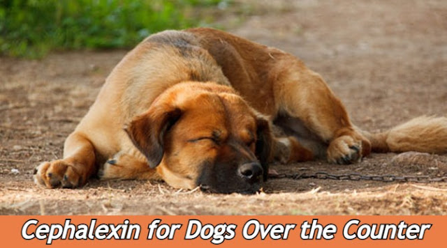 cephalexin-for-dogs-over-the-counter-without-vet-prescription