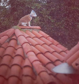 Funny cats - part 81 (40 pics + 10 gifs), cat pics, cat on roof wears cone