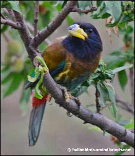 Great Barbet, in Trees