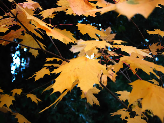 Nature wallpaper dried leaves