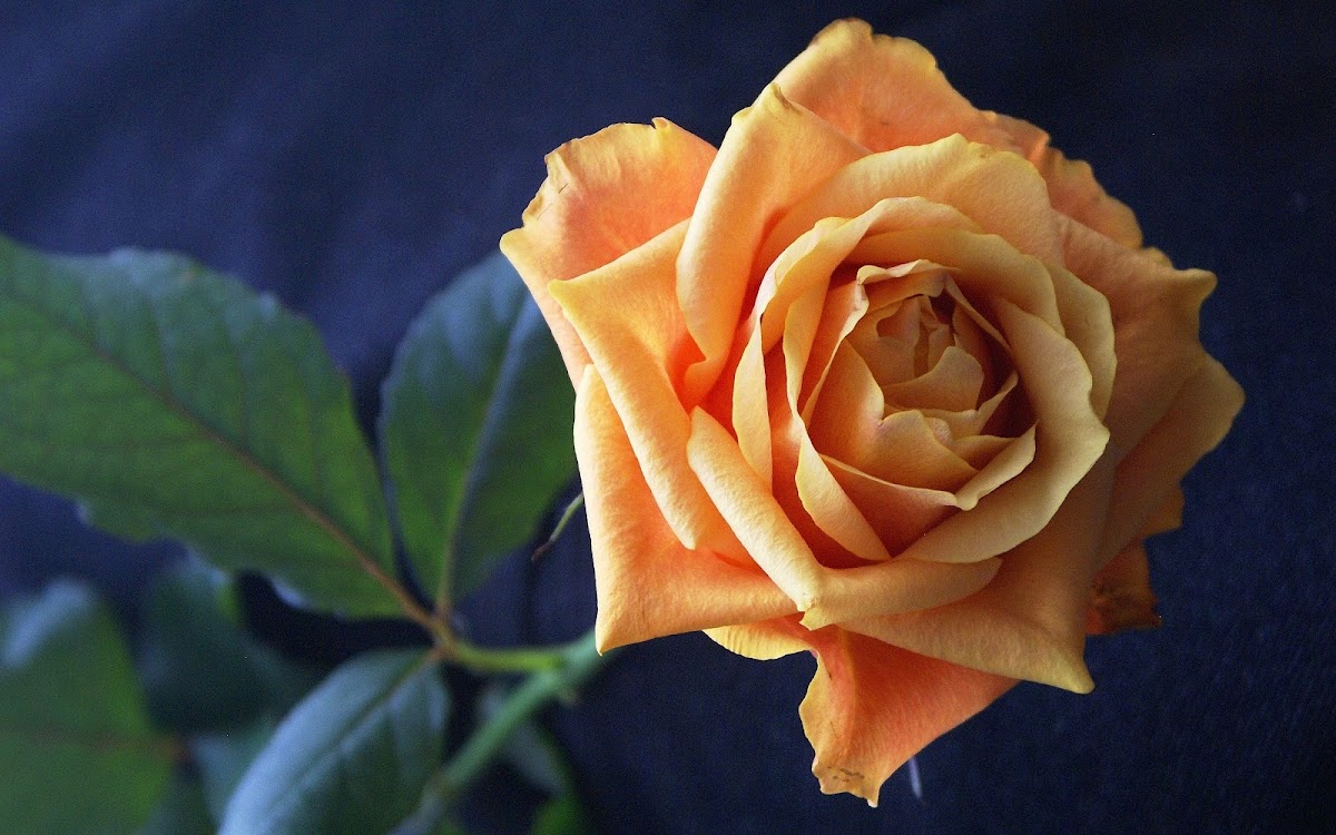 Light Orange Rose Widescreen Wallpaper