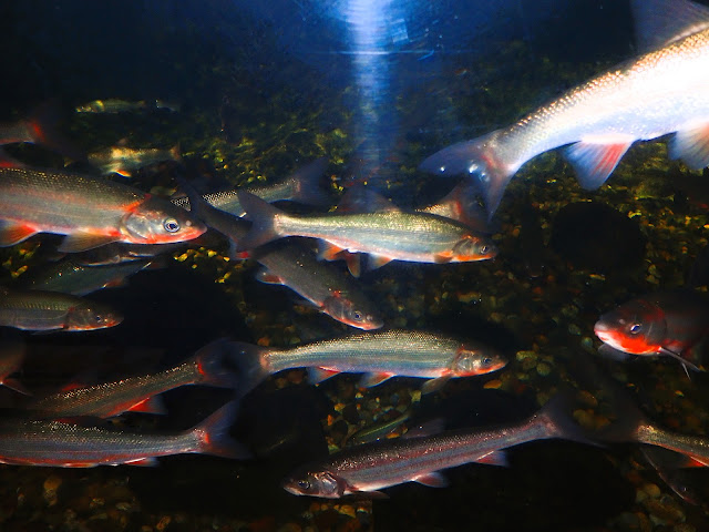 河睦魚（Kawamutsu）是鯉魚的一種。 它的顯著特徵是它的紅色腹部。