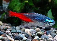Freshwater Tropical Fish Neon Tetra Paracheirodon innesi