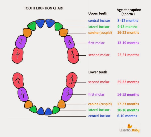 Ubat Gigi First Teeth - Pertanyaan o