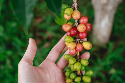 mengatasi hama pada tanaman kopi