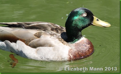 96-duck4