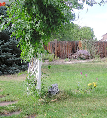 backyard with grass and plantings