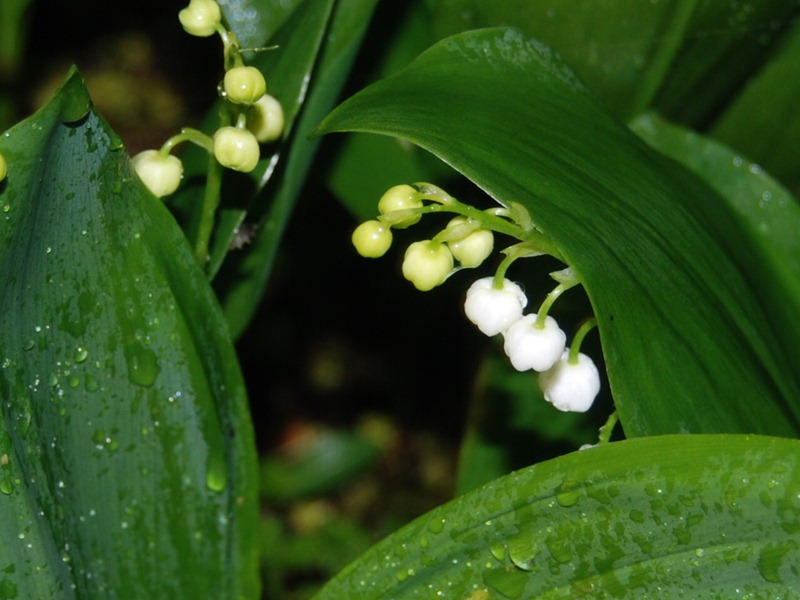 CSC_0136