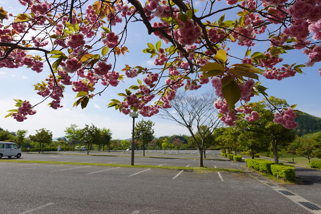 鳥取県西伯郡南部町鶴田 とっとり花回廊 駐車場 八重桜