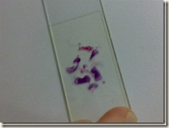 slide histology_thumb