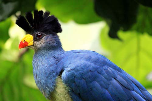 Burung terindah