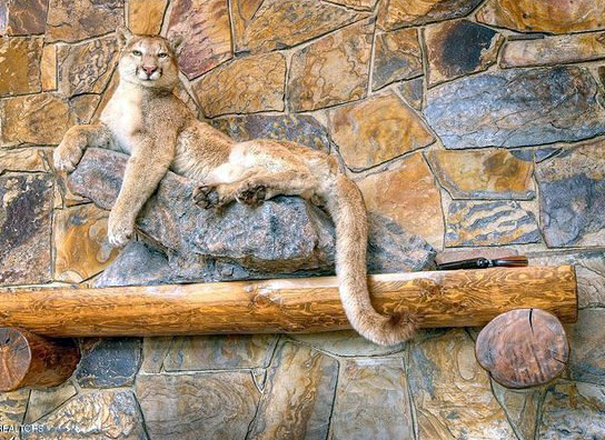http://curbed.com/archives/2015/09/24/taxidermy-mountain-lion-real-estate.php