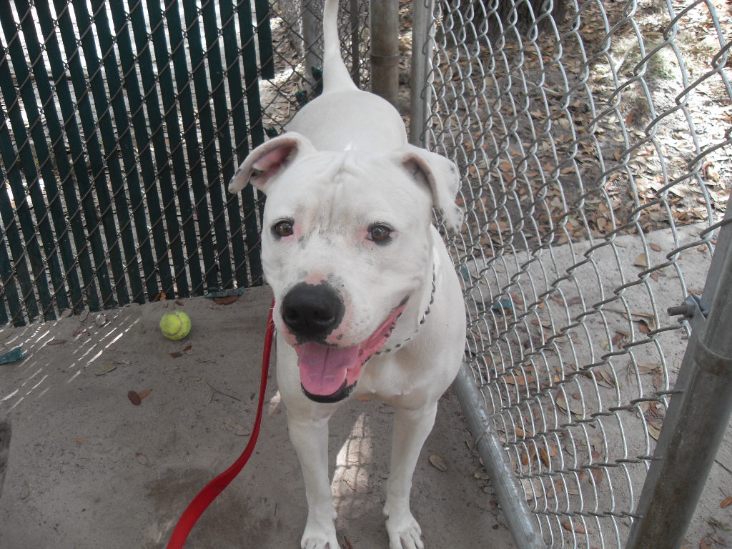 Lab Mixed With American Bulldog