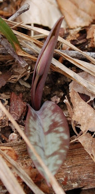 Trout Lily, bud and leaf