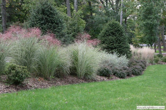 ... NEVER plant another large ornamental grass on my property FOREVER