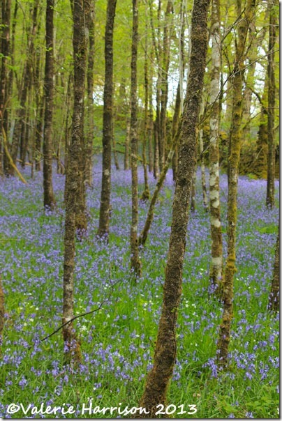 31-bluebells