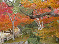 紅葉が緑の松の枝が延びる