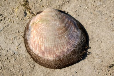  Gewone Marmerschelp - - Glycymeris glycymeris