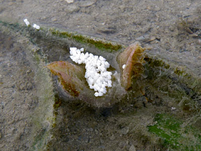 Tape Seagrass (Enhalus acoroides)