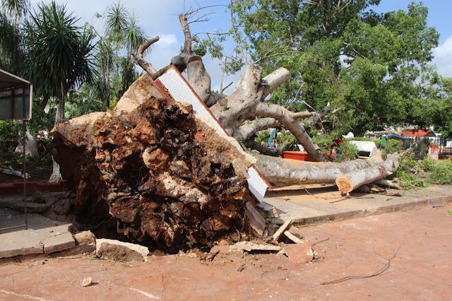 Los fuertes vientos de una turbonada que acompañó a la lluvia vespertina del martes derribó dos enormes árboles de laurel en el parque principal de la población, dañando las nuevas bancas y lámparas de obras sin inaugurar.