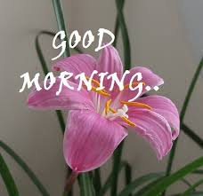 Good Morning flower images free download