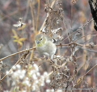 American Goldfinch, 11/9/10 Great Meadows - Concord