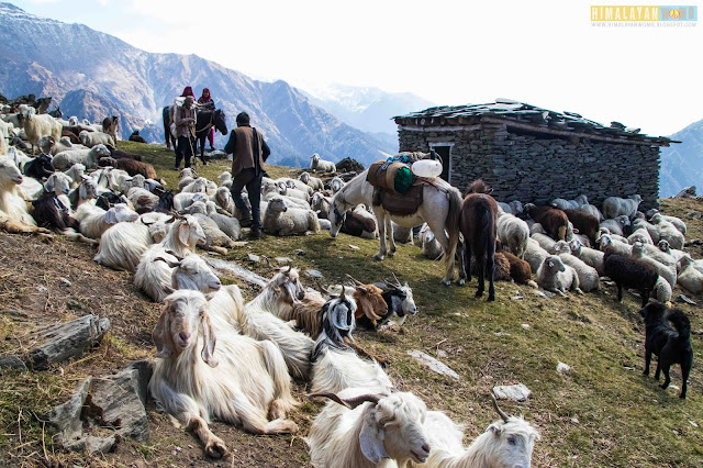 Jalsu Pass Trek Rohit kalyana