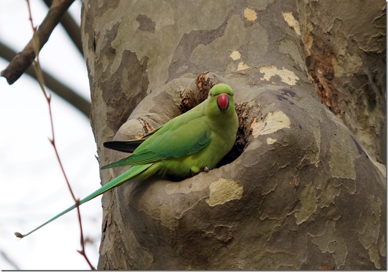 paris parrot 112616 00027