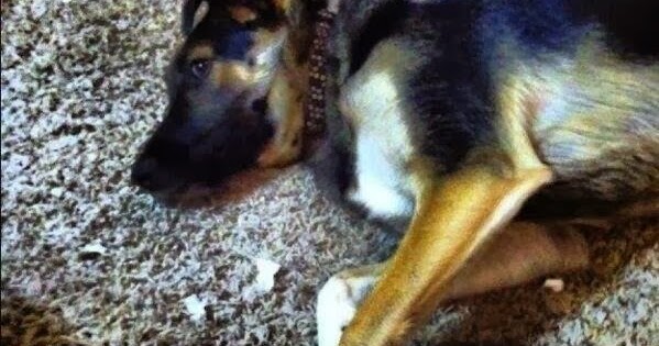Silly Bunt : Dog Certificate Obedience Training