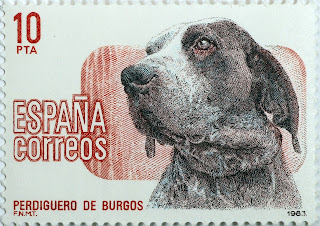 PERDIGUERO DE BURGOS