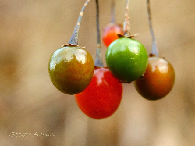 Solanum maximowiczii